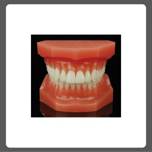 Dental study model